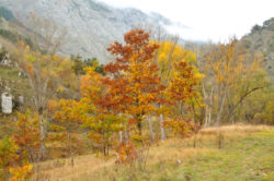 A caccia di «colori d’autunno»