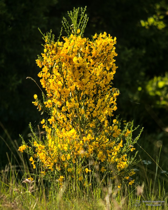 La Ginestra